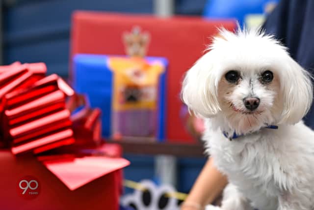 Mars celebrates 90 years in Pet Care with a Tail-Wagging Paw-ty for Batterseas oldest residents